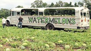 Florida Watermelon Harvest