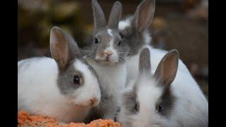 Rabbit Farming (Cuniculture): How to start raising Rabbits into a profitable business with less cash