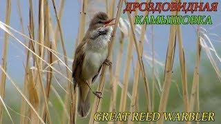 Дроздовидная Камышовка и её пение / Great Reed Warbler song