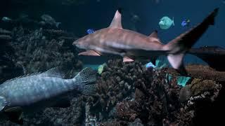 amazing beautiful sea world