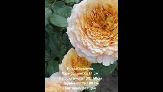 Цветение розы Каралуна(Rose Caraluna)Остин,Великобритания
