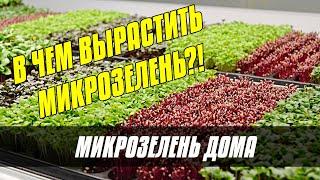 В ЧЕМ ВЫРАСТИТЬ МИКРОЗЕЛЕНЬ В ДОМАШНИХ УСЛОВИЯХ