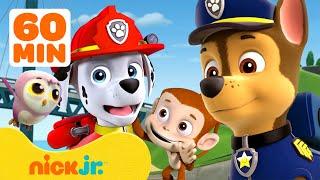 Patrulha Canina | Resgates e Aventuras dos Bebês Animais! com Marshall e Chase | Nick Jr.