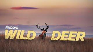 THE DEER OF THE PEAK DISTRICT, UK - (and where to find them)