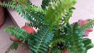 Easy To Grow Indoor Plants || Fun Gardening