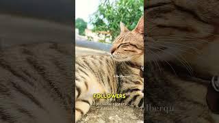 Not given food #cat #catvideos #catshorts #catlover #mackerel #pecintakucing #isihati