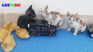 Kittens And Ducklings With The Funniest Situations - Lovely Animals Funny 2023