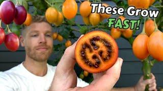 The Speedy Fruit Tree You Need to Grow! Tamarillo / Tree Tomato