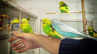 8 hour Budgie Sounds for Lonely birds to make them happy