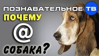 Почему @ собака? (Познавательное ТВ, Артём Войтенков)
