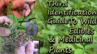 How To Identify Wild Edibles & Medicinal Plants - A Full Video Guide