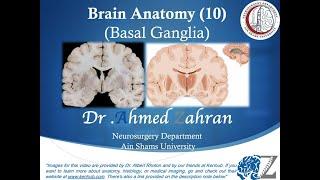 Brain Anatomy (10): Basal Ganglia