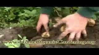 Organic Gardening - Building a Miniature Green House