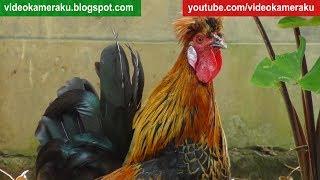 Rooster Crowing Sounds (ONE HOUR) - 04-03-2018 (HQ Audio)