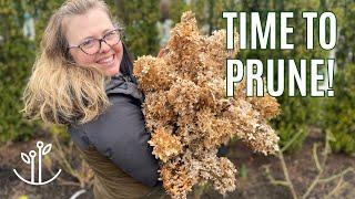 Spring Garden Cleanup | Pruning Roses & Hydrangeas