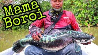 Casting Toman Sungai Kedah - Epol Craft vs Mama Boroi