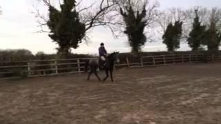 Nagero Irish Sport Horses - Phoebe