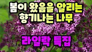 봄의 시작을 알리는 향기로운 나무. 라일락 특집입니다!!!!