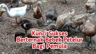 Tips Rahasia Kunci Sukses Berternak BEBEK Petelur Bagi PEMULA @serba tutorial 78