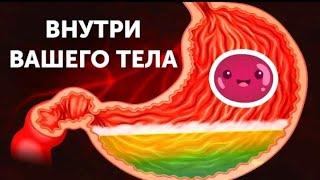 Путешествие по вашему телу