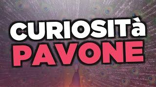 Curiosità sul pavone