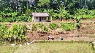 Hidup Damai Penuh Ketenangan Tinggal Di Kampung Seperti ini, Hanya Berdampingan Dengan Hutan