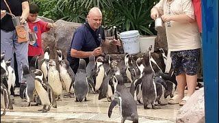 Mr Egg Live with The Thai Penguins and Moo Deng #moodeng #liveu