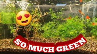 Fellow fishkeeper gives me free guppy grass for breeding 