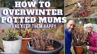 How to Easily Overwinter Your Potted Mums