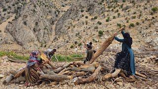 Exploring the nomadic life of Iran | How to prepare nomad firewood for the cold season 🪵️#nomads