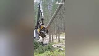 New Technology Cutting Tree قعط کردن درختان توسط ماشین تکنولوژی جدید