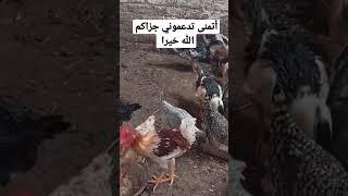#روتين ست مصرية أصيلة  تعمل علي تحدي الزمن  لكسب لقمة العيش لي تسعد اولادها