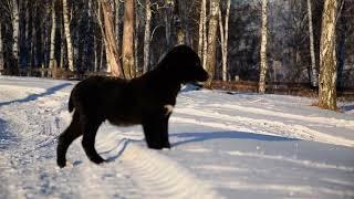 Щенки алабая на прогулке. #puppy #shortvideo #video #animals #shorts