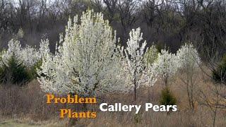 Problem Plants: Callery Pears