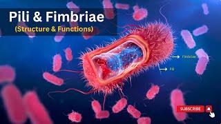 Pili structure and functions, Unveiling the Wonders of Pili: Structure and Functions Explained!