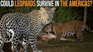 Could Leopards Survive in The American Wilderness?