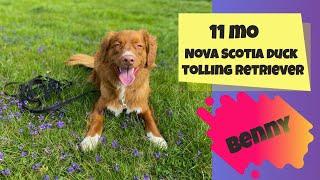 11mo Duck Tolling Retriever (Benny) | Best Dog Trainers in Philadelphia | OLK9 Philadelphia