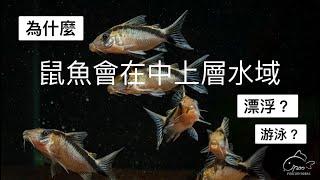 鼠博館：鼠魚小知識快問快答～為什麼鼠魚會在空中、水面漂浮？