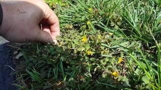 Identifying and controlling Yellow Clover