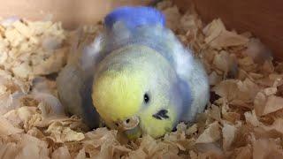 Budgie Breeding Update | Opals Chicks Was Adopted