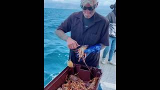 This man throwing water lobster why #shortvideos #shorts #interestingfacts