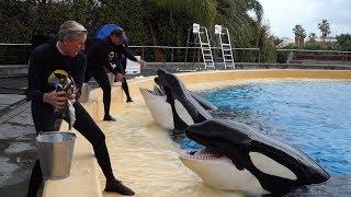 Orca Ocean #AtHomeWithLoroParque