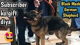 German shepherd Black mask || Tollinton market Lahore || MMB pet lover || Dog Shop || pt market