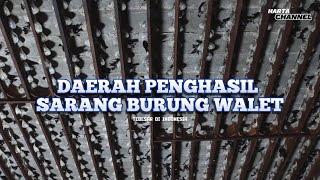 DAERAH PENGHASIL SARANG BURUNG WALET DI INDONESIA! DIEKSPOR KE CHINA HINGGA AMERIKA