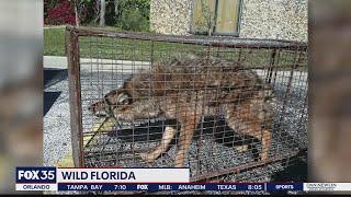 Iguanas, pythons and wild pigs: Florida's invasive species fiasco