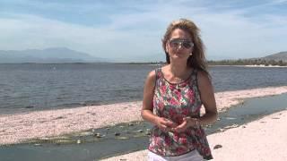 The Enigma of the Salton Sea, California