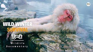 Wild Winter, Survival - हिन्दी डॉक्यूमेंट्री | Wildlife documentary in Hindi