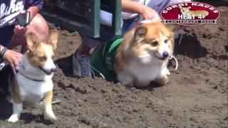 Canterbury Park Corgi Races 7-30-2016