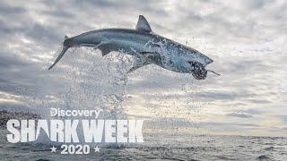 The Ultimate Air Jaws Breach! | Shark Week