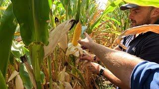 Not Bad Cobbs For A Dry Year. Maize Is Drying Down Fast!!